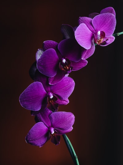 紫兰花特写照片